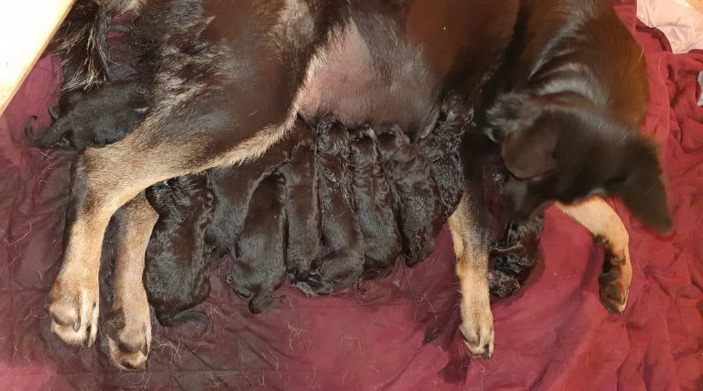 C-Wurf von der Heldenschmiede-deutscher Schäferhundverein-deutsche Schäferhunde nervenstark