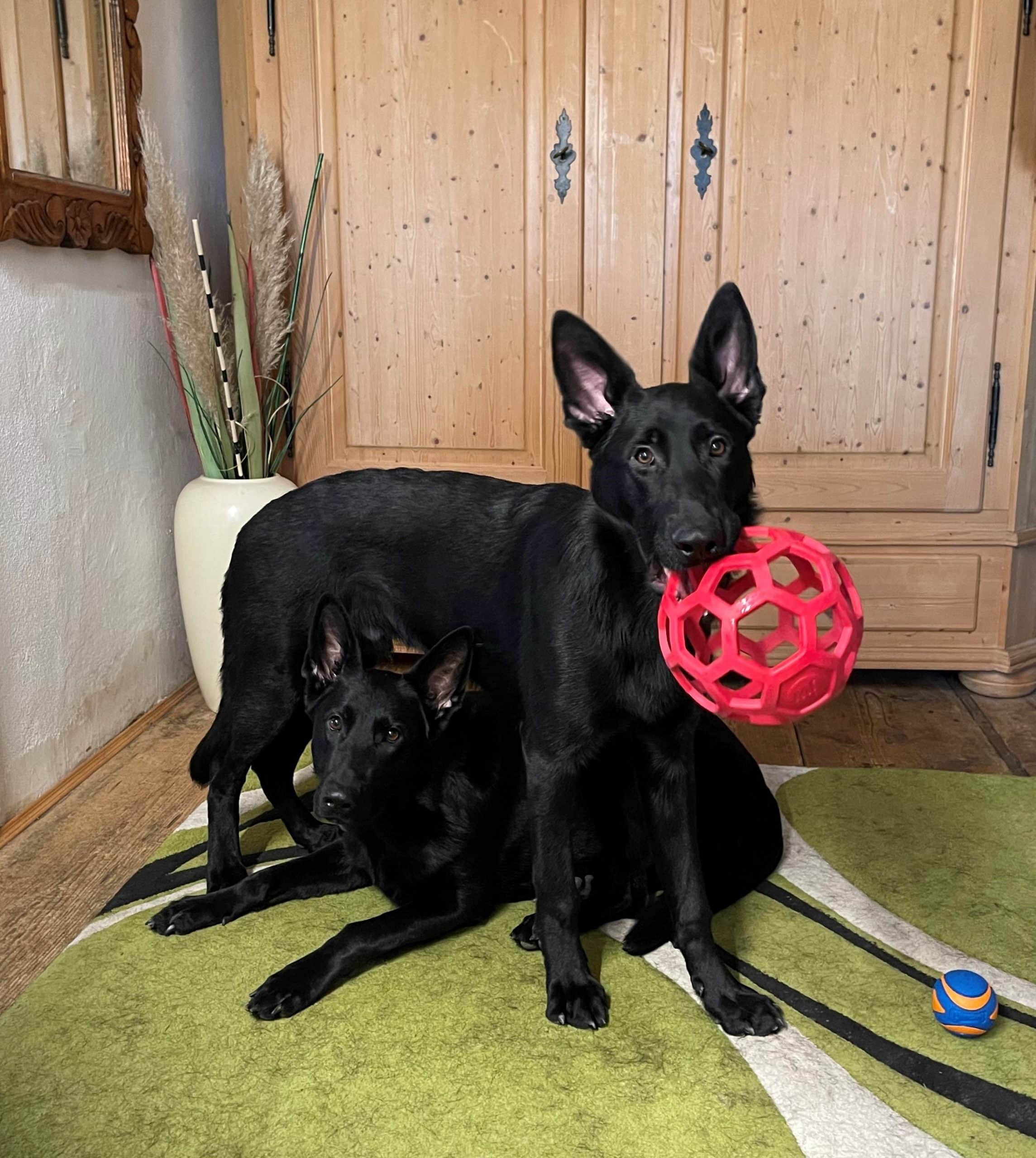 deutscher Schäferhund beim Hundesport-Heldenschmiede-Diensthund-OG Pocking-OG Gaspoltshofen-Russhütte