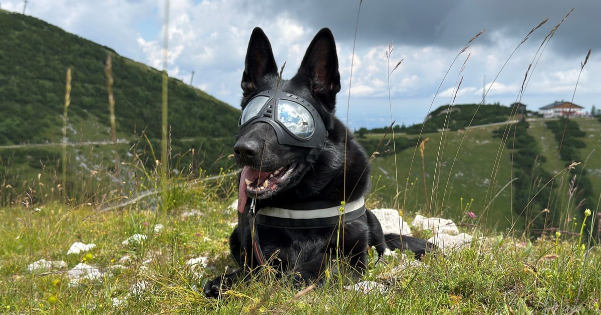 schaeferhunde-von-der-heldenquelle.at-Richtige Hundehaltung in den Bergen